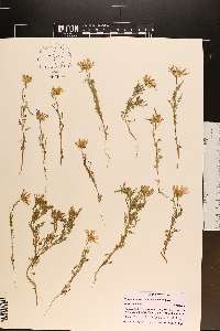 Machaeranthera tanacetifolia image