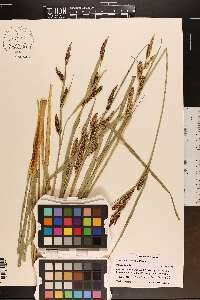 Carex nebrascensis image