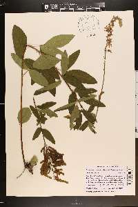 Desmodium canadense image