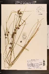 Carex elliottii image