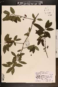 Ilex amelanchier image