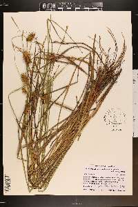 Carex bullata image