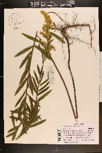 Solidago leavenworthii image