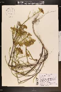 Flaveria linearis image