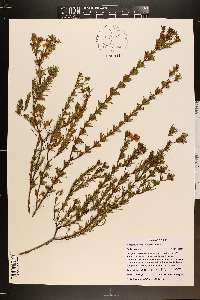 Hypericum fasciculatum image