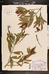 Melaleuca quinquenervia image