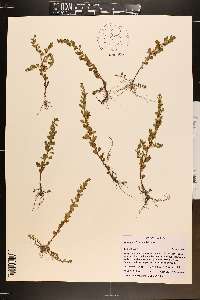 Ludwigia microcarpa image