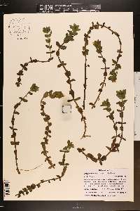 Bacopa caroliniana image