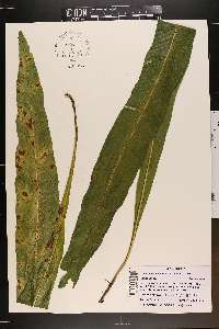 Campyloneurum phyllitidis image