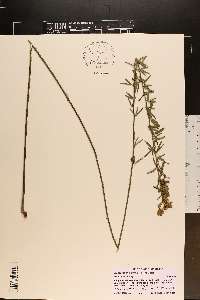 Lespedeza angustifolia image