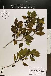Exostema caribaeum image