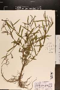 Ludwigia octovalvis image