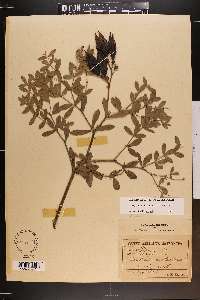 Baptisia australis image