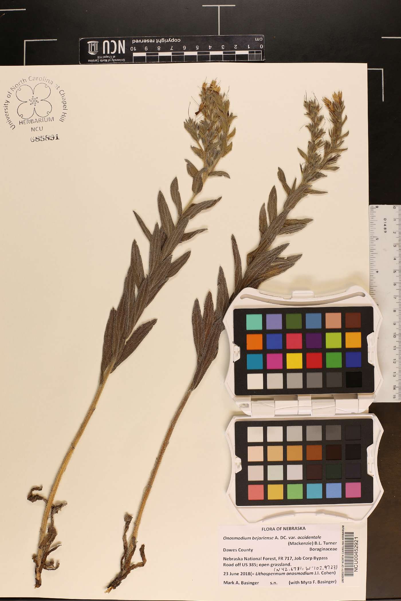 Onosmodium bejariense var. occidentale image