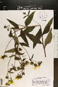 Silphium asteriscus image