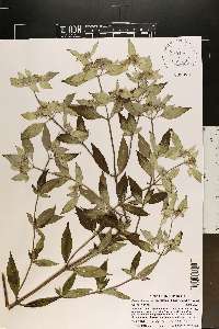 Pycnanthemum pycnanthemoides image