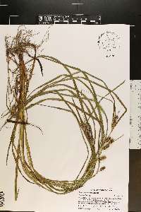 Carex aureolensis image