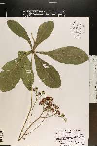 Vernonia acaulis image