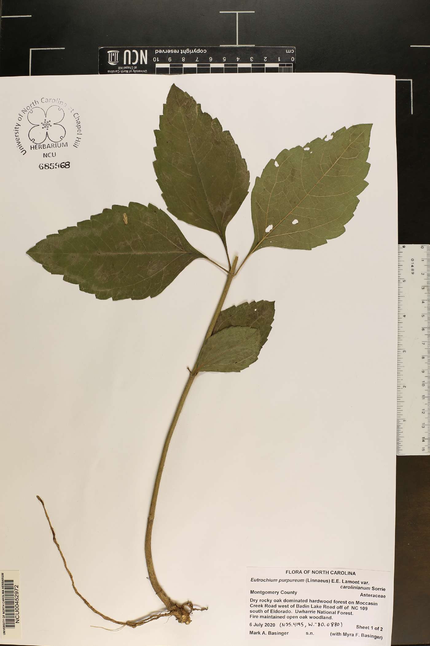 Eutrochium purpureum var. carolinianum image