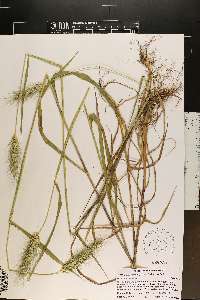 Elymus glabriflorus image