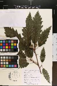 Quercus montana image