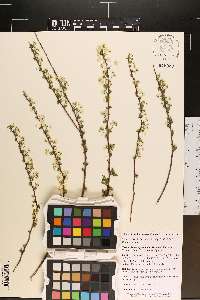 Spiraea prunifolia image