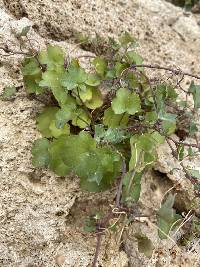 Cymbalaria muralis image