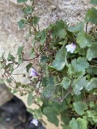 Cymbalaria muralis image