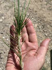 Asphodeline liburnica image