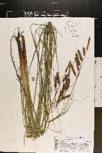 Carex glaucescens image