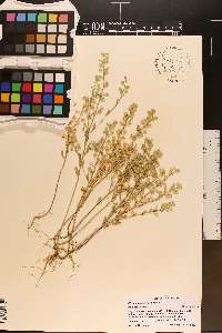 Alyssum simplex image