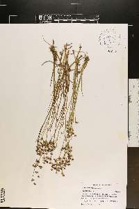 Juncus articulatus image