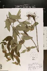 Pycnanthemum pycnanthemoides image