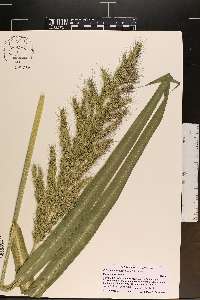 Echinochloa walteri image