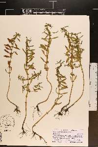 Rotala ramosior image