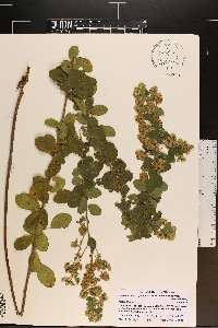 Lespedeza hirta image