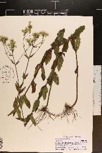 Eupatorium pilosum image