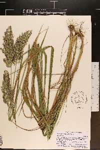 Calamagrostis coarctata image