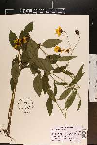 Coreopsis palustris image