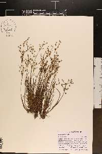 Juncus debilis image