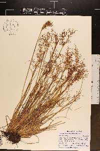 Fimbristylis miliacea image