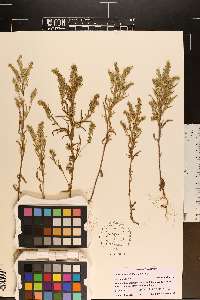 Phacelia linearis image