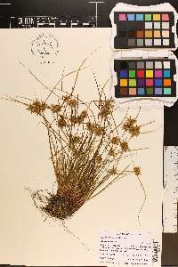 Cyperus flavescens image