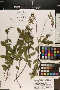 Desmodium incanum image