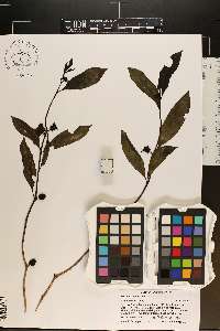 Morinda umbellata image
