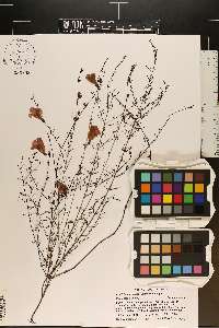 Agalinis fasciculata image