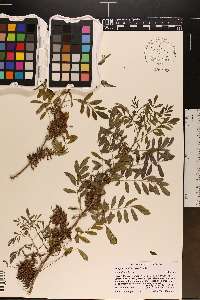 Indigofera suffruticosa image