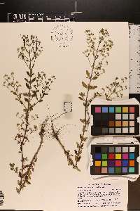 Trichostema suffrutescens image