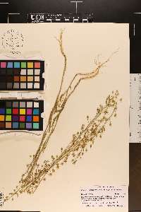 Camelina microcarpa image