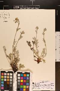 Potentilla effusa image